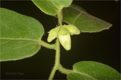 Diospyros cordifolia